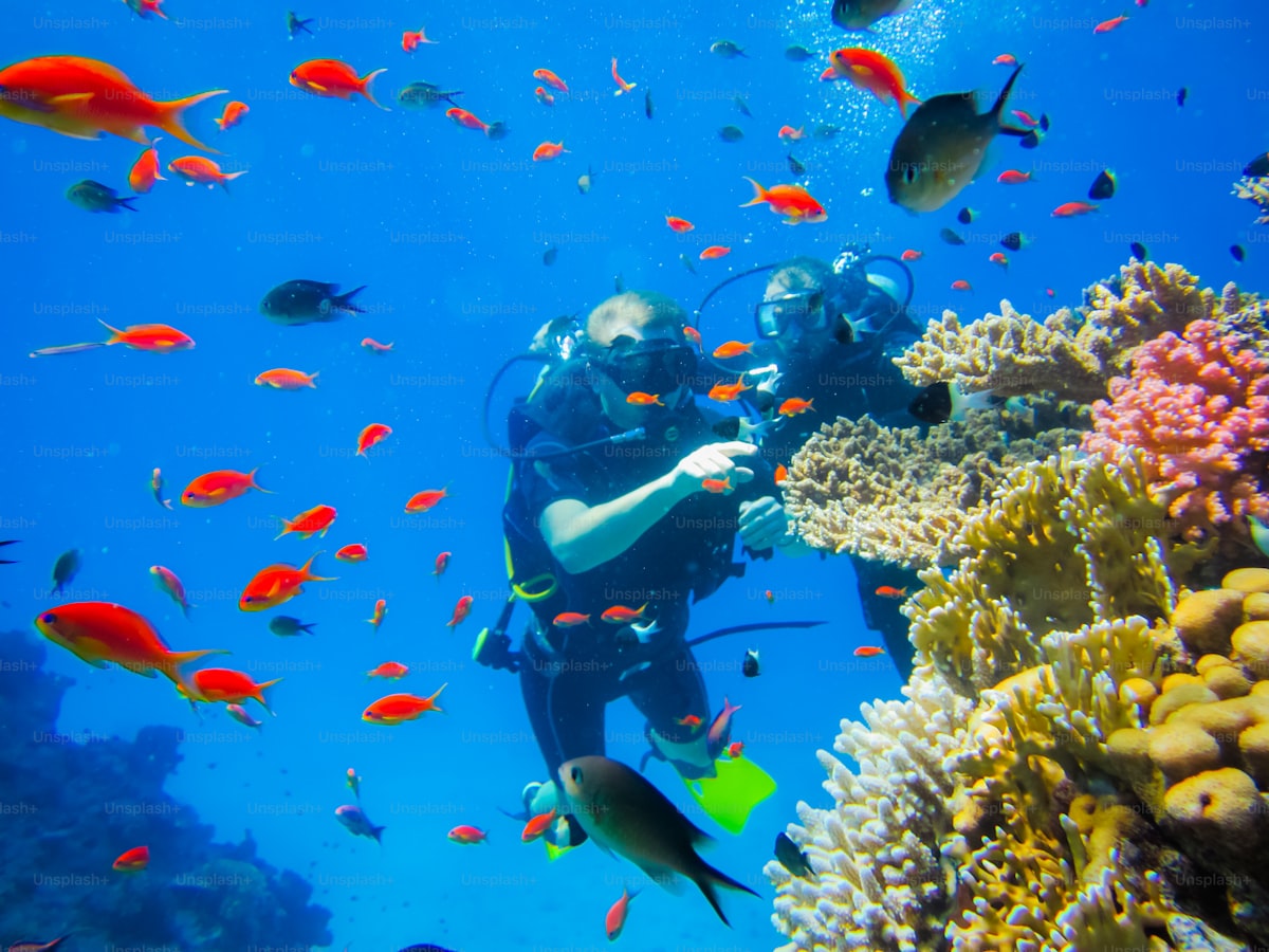 Scuba diver over a Red Sea coral reef