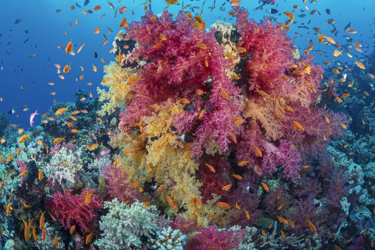 Coral reef in Marsa Alam, Egypt
