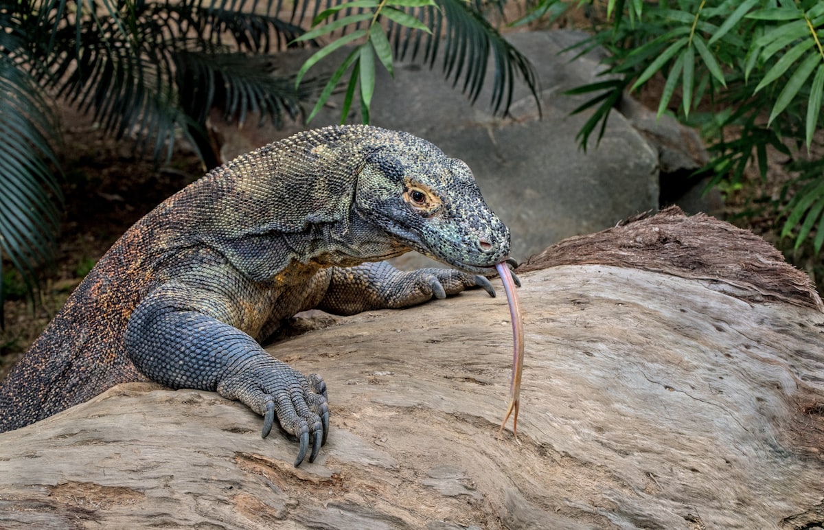 Komodo dragon, Komodo National Park, Indonesia