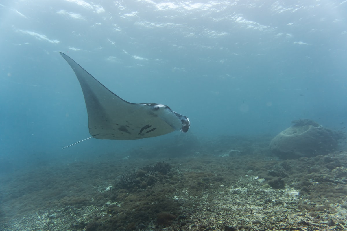 Manta ray over a reef in Komodo National Park, Indonesia