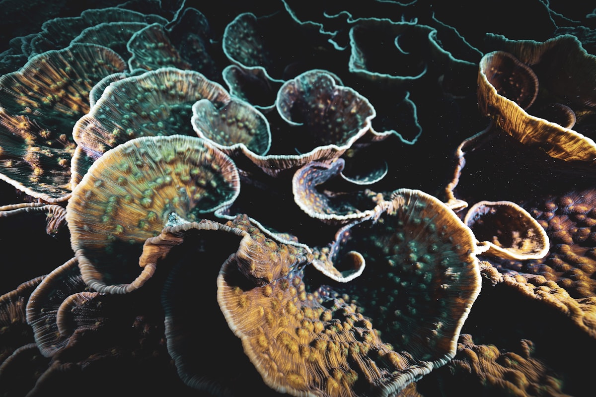 Close-up of coral reef, Koh Tao